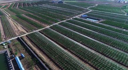 堅(jiān)持走農(nóng)產(chǎn)品品牌化道路，大連大櫻桃產(chǎn)業(yè)助推鄉(xiāng)村振興